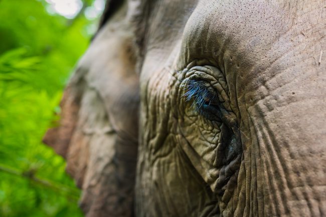 Close up of the elephant