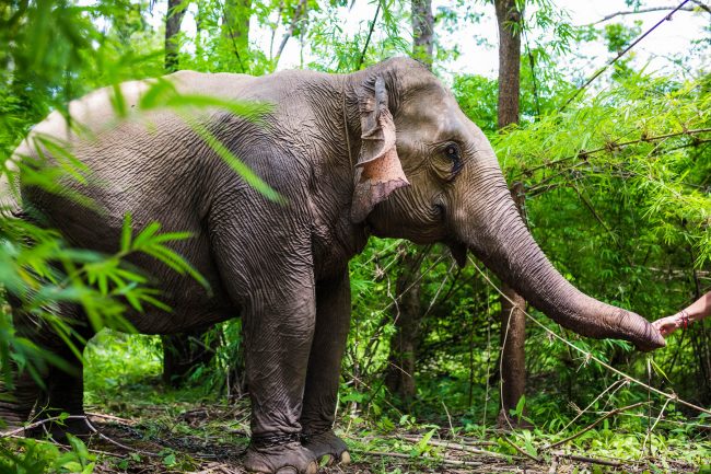 Beautiful elephant