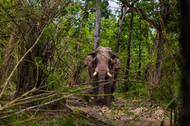 Male elephant