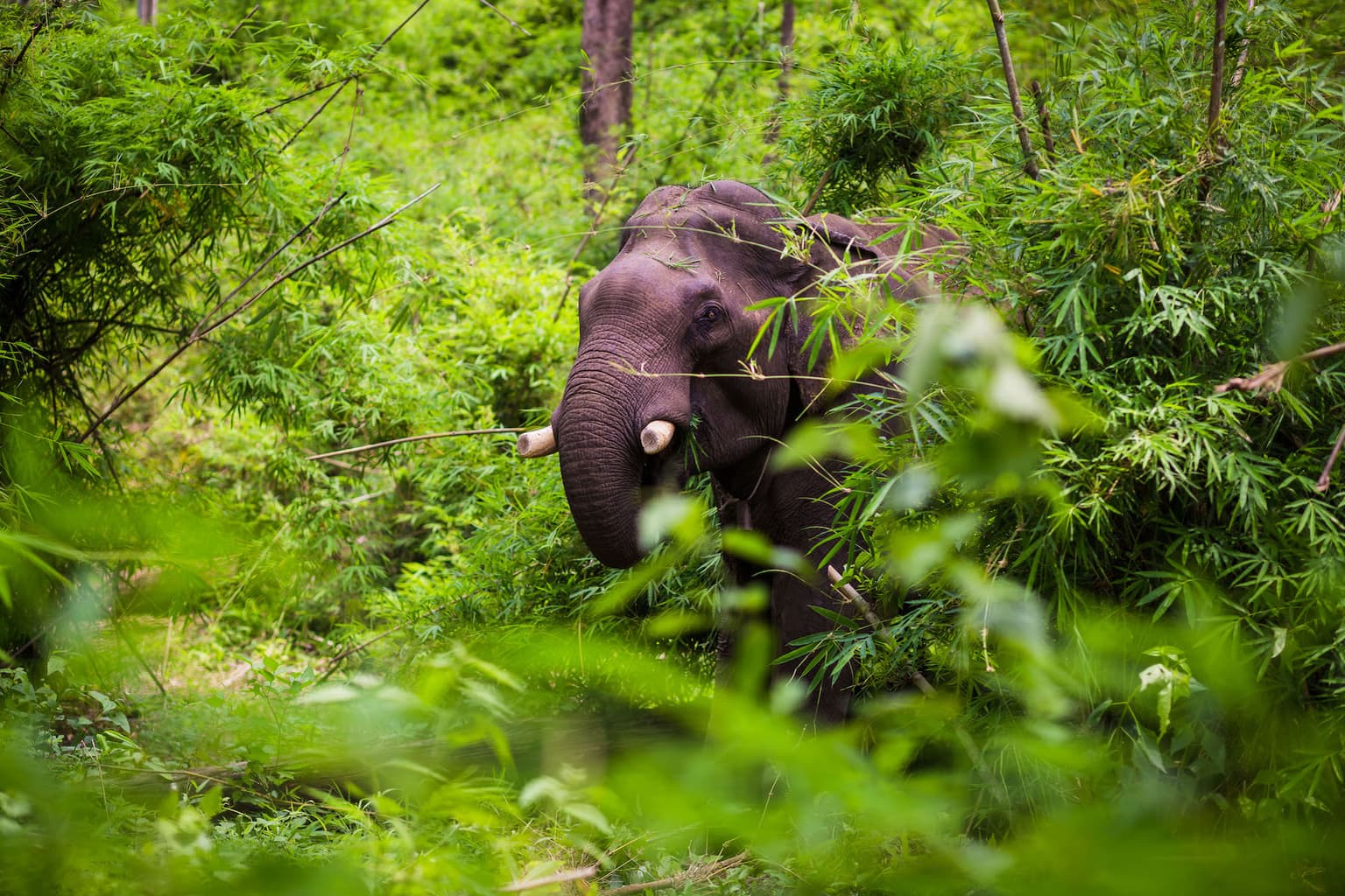 Elephant in Ratanakiri