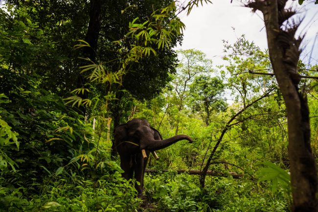 Elephant in Ratanakiri