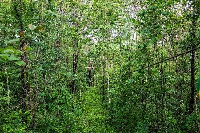 Bousra forest