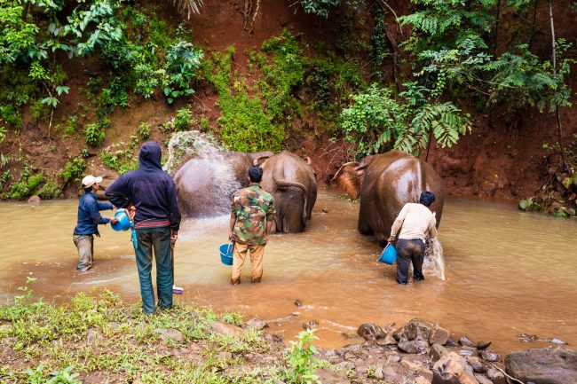 Bathing Elephants