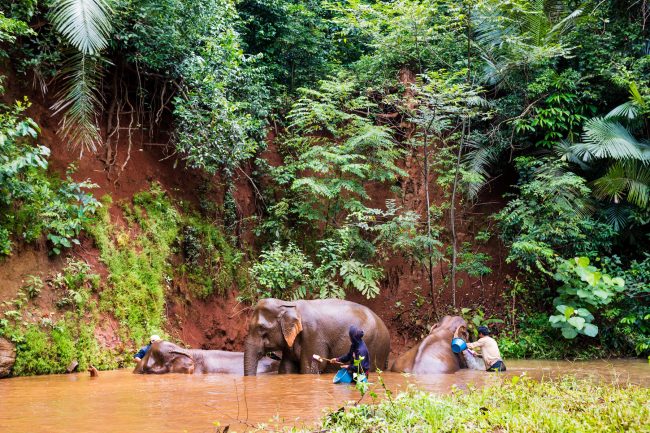 Bathing Elephants