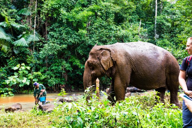 Bathing Elephants