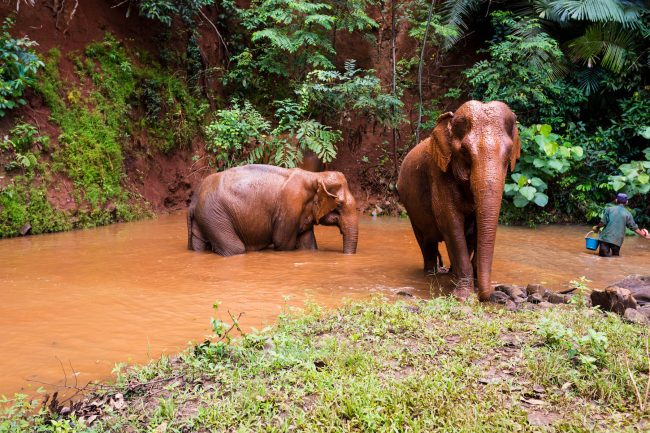 Bathing Elephants