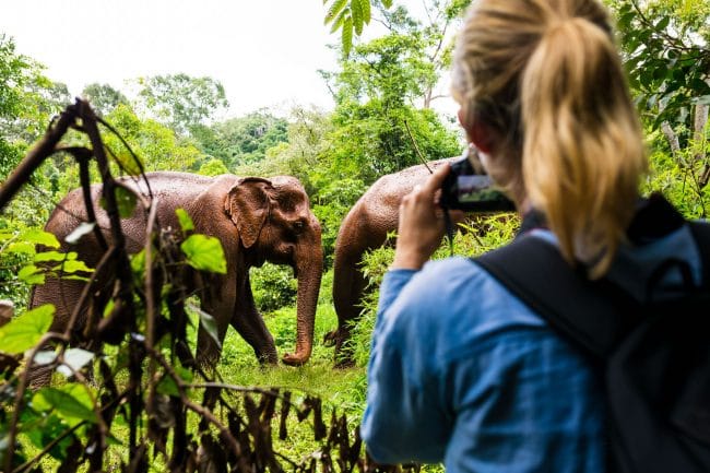 Elephant photography