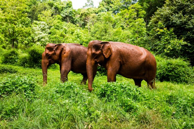 Elephants walking