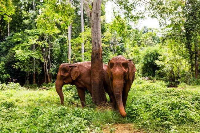 Scratching elephant