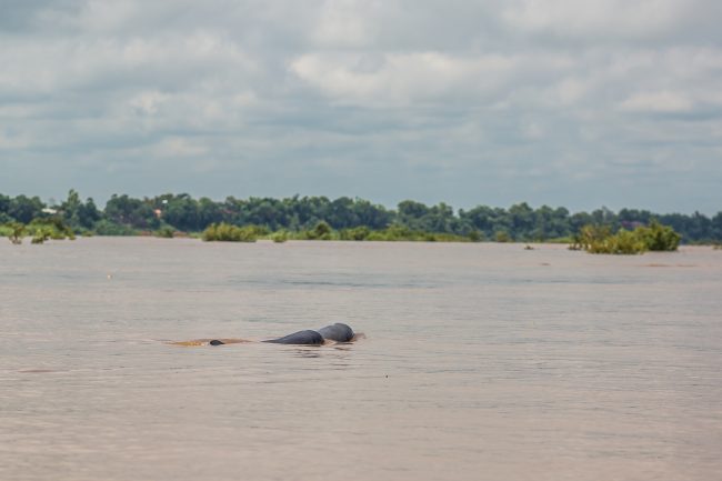 Irrawaddy dolphins