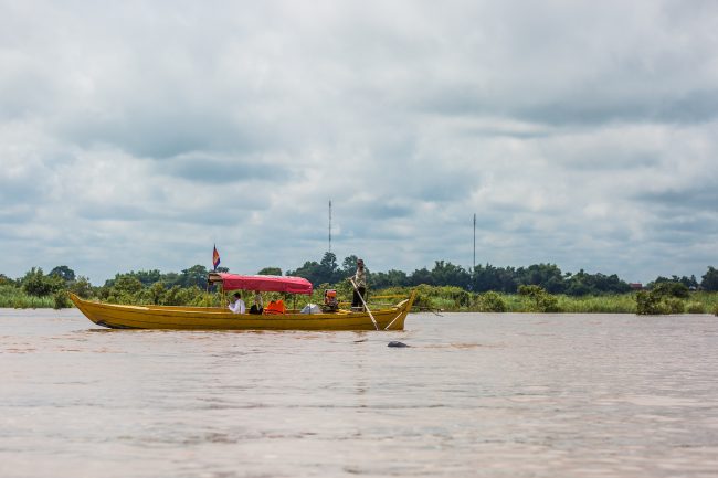 Irrawaddy dolphins