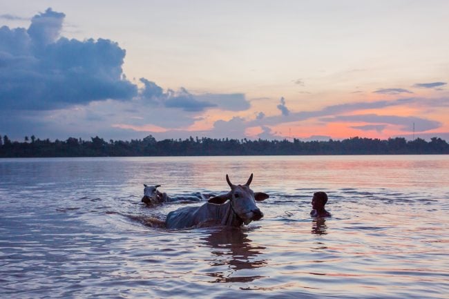 Cow bathing in the Irrawaddy River at sunset