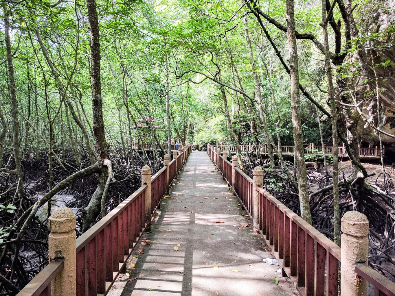 The mangroves of Kilim geoforest park