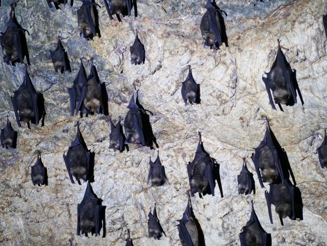 Hanging bats