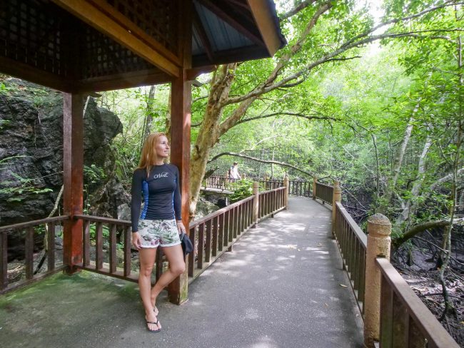 A walk through the mangroves