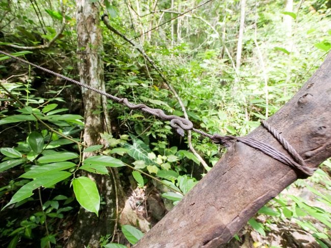 Snake on a wire