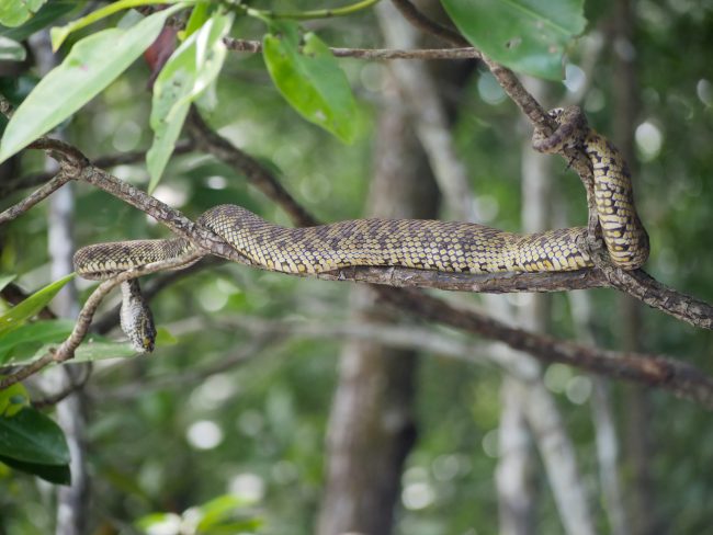 Snake on a branch