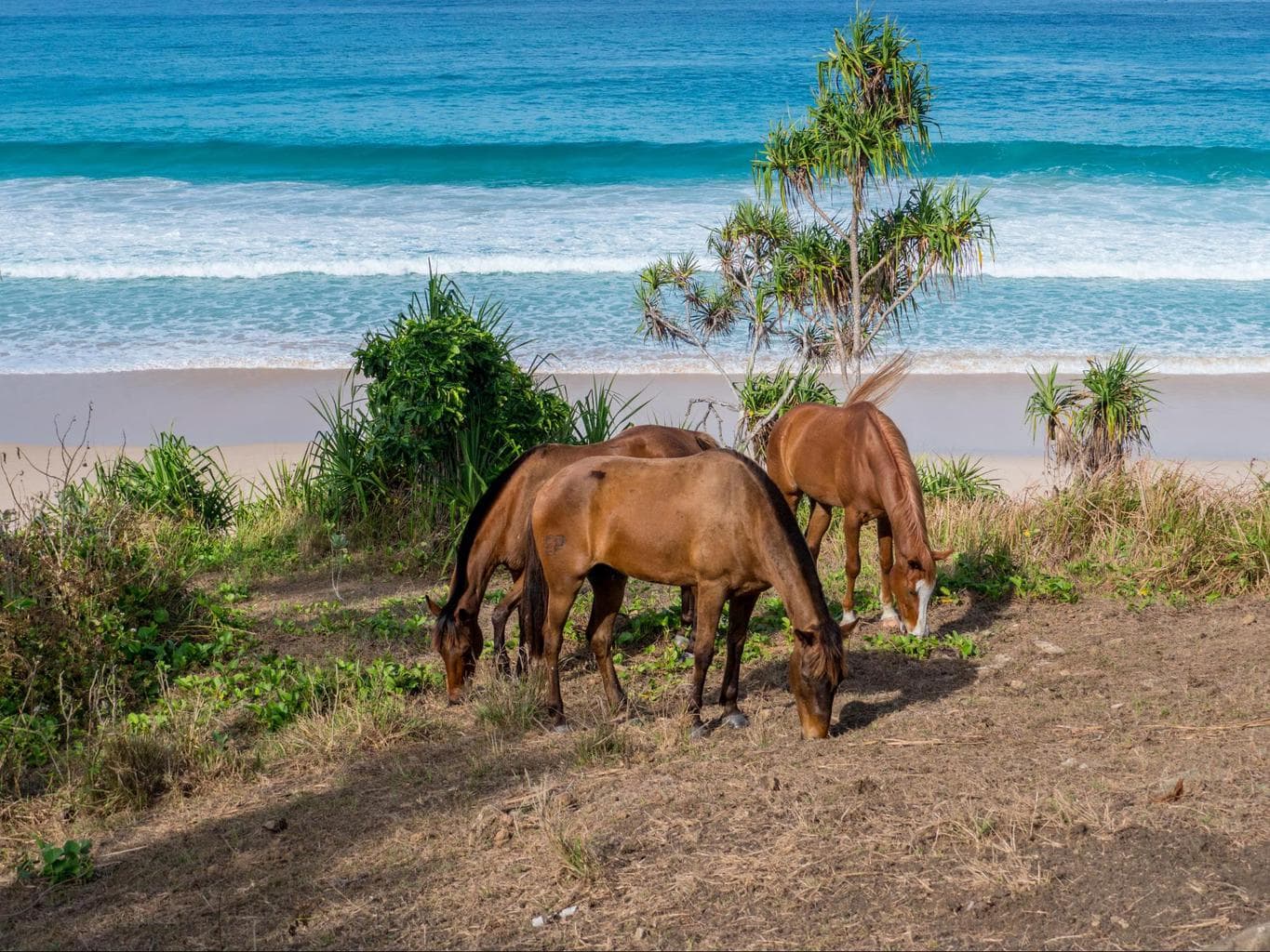 Horses at Nihi Sumba