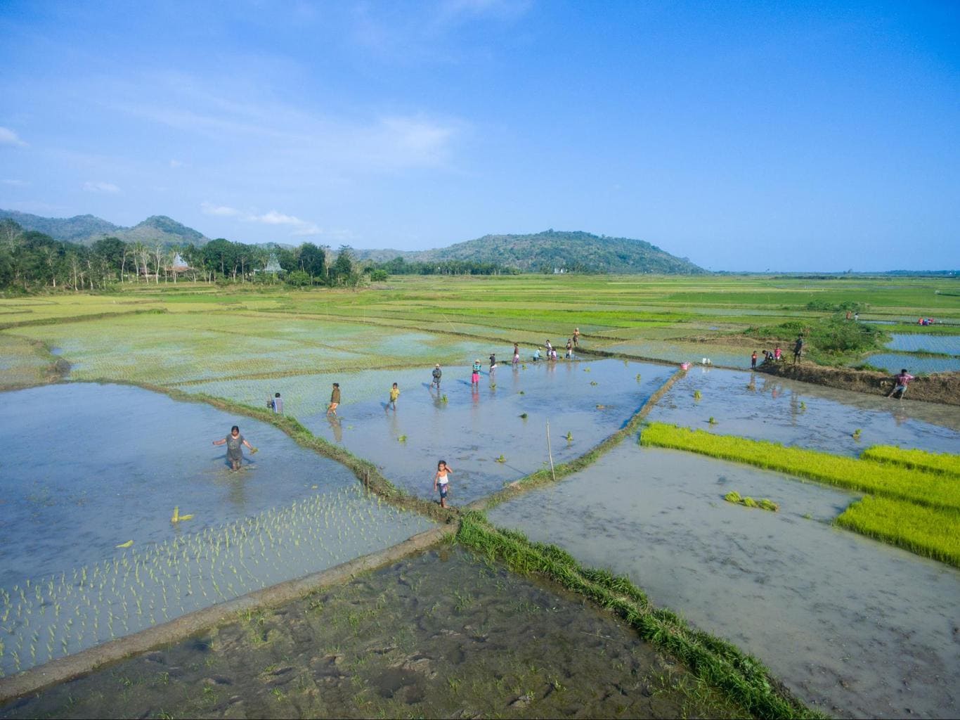 Rice paddies