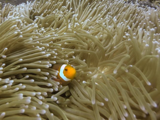 Clown fish