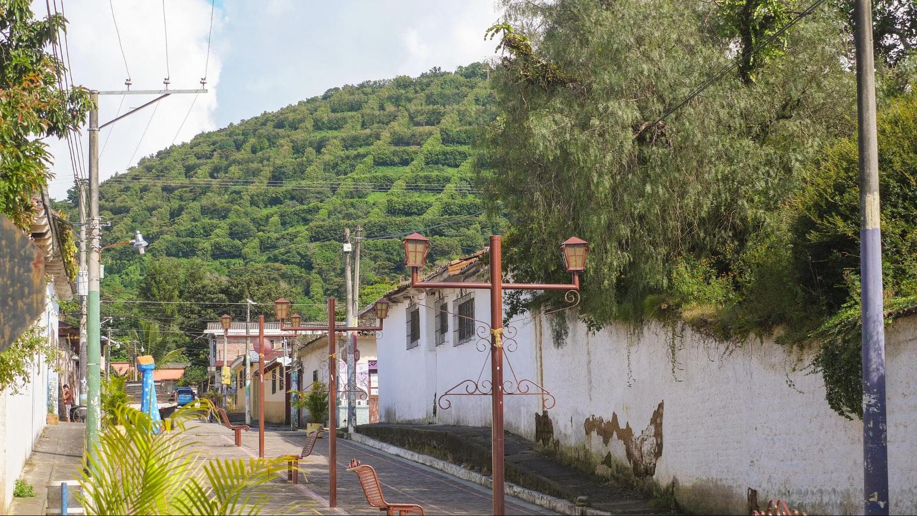 Checkered shaped coffee bushes in Apeneca