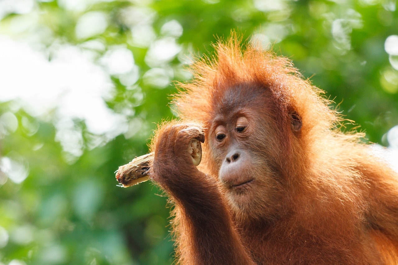 Borneo orangutan