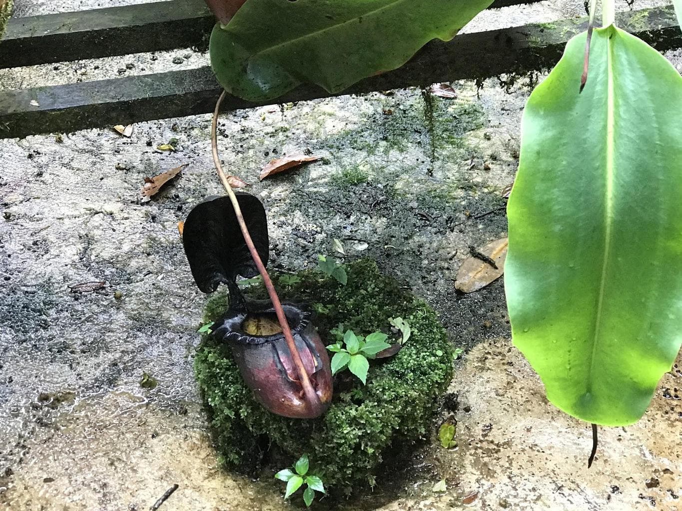 Carnivorous Pitcher plants