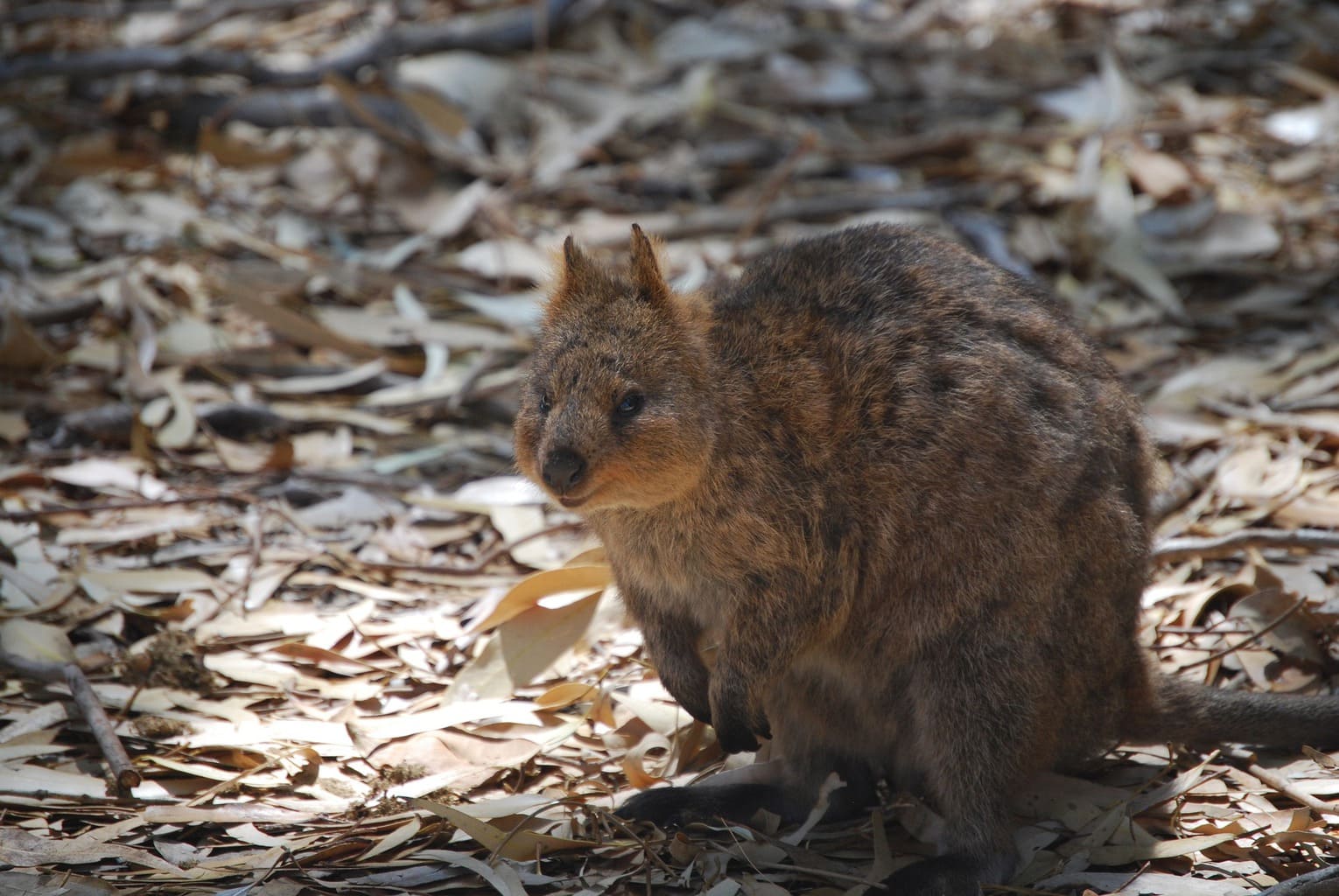 Cute Quokka