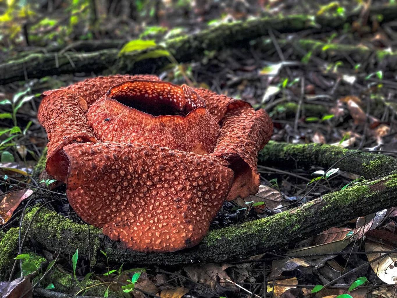 Rafflesia