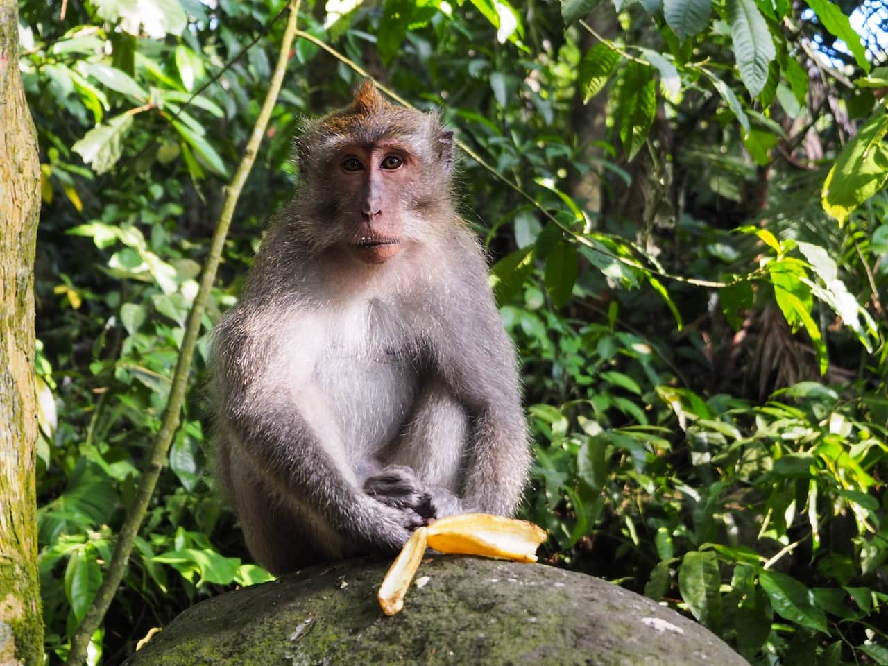 Monkey eating banana