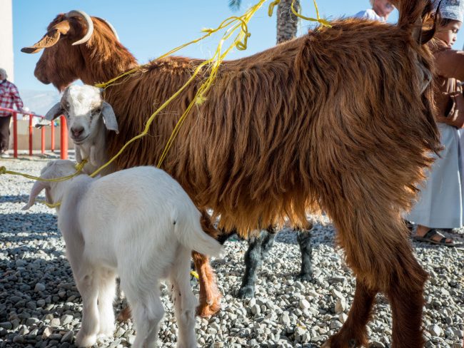 Nizwa Market goats