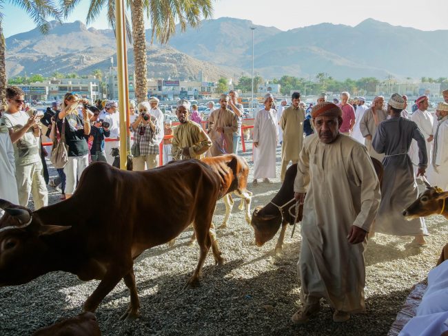 Nizwa market cow for sale