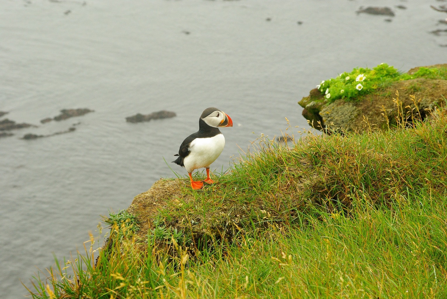 Puffin birds