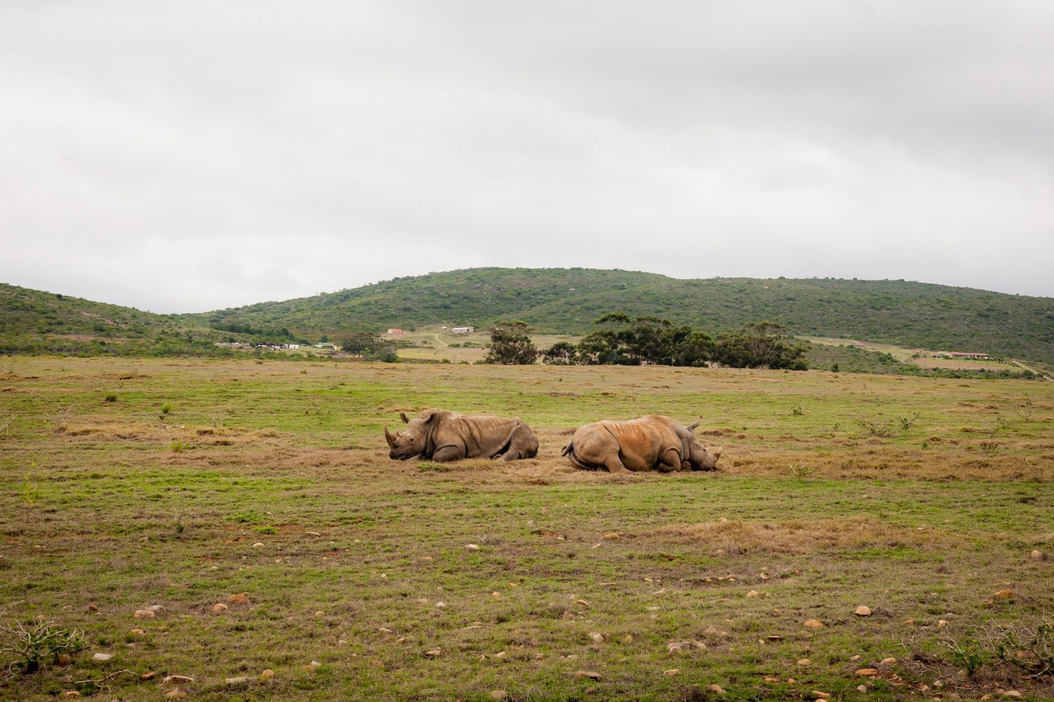 Garden Route rhinos