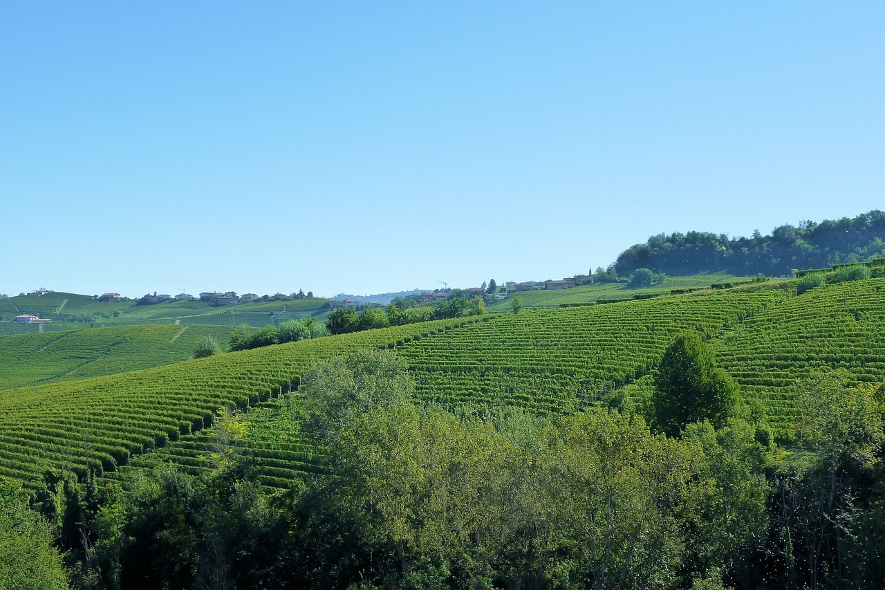 Barolo vineyards