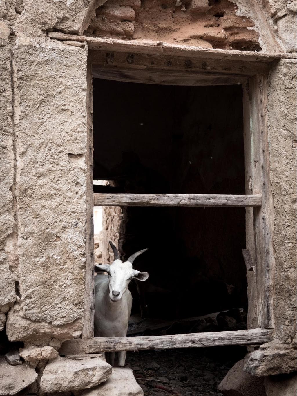 Funny goats in ruined buildings of Berbera