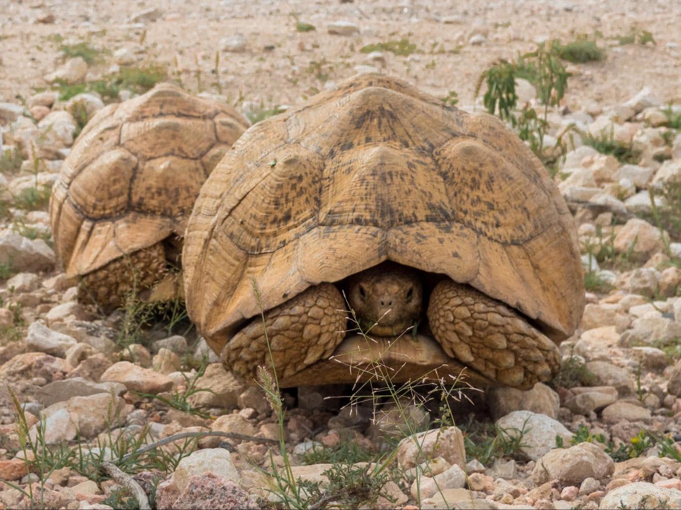 Leopard tortoise in Somaliland