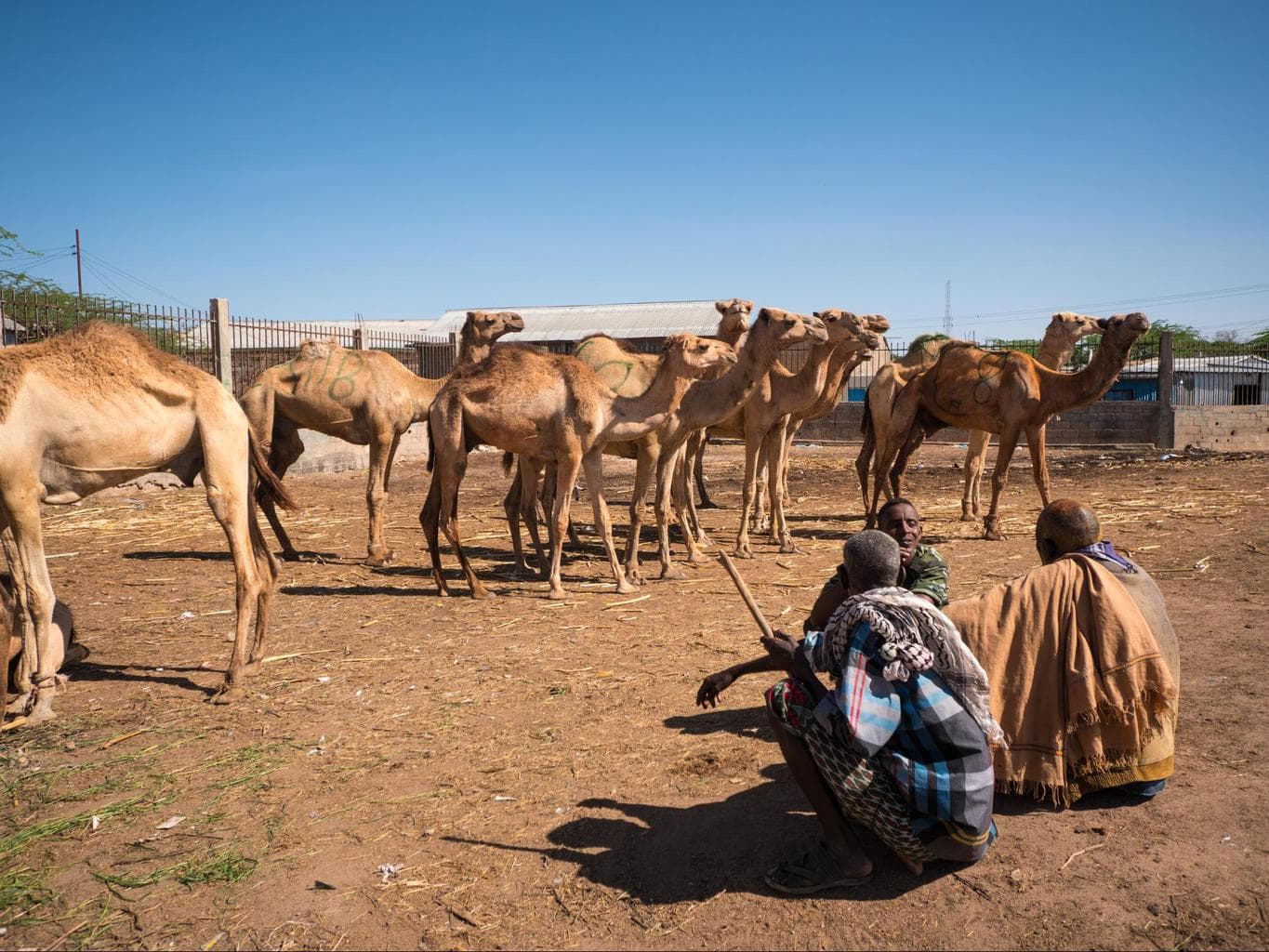 Livestock market in Hargeisa