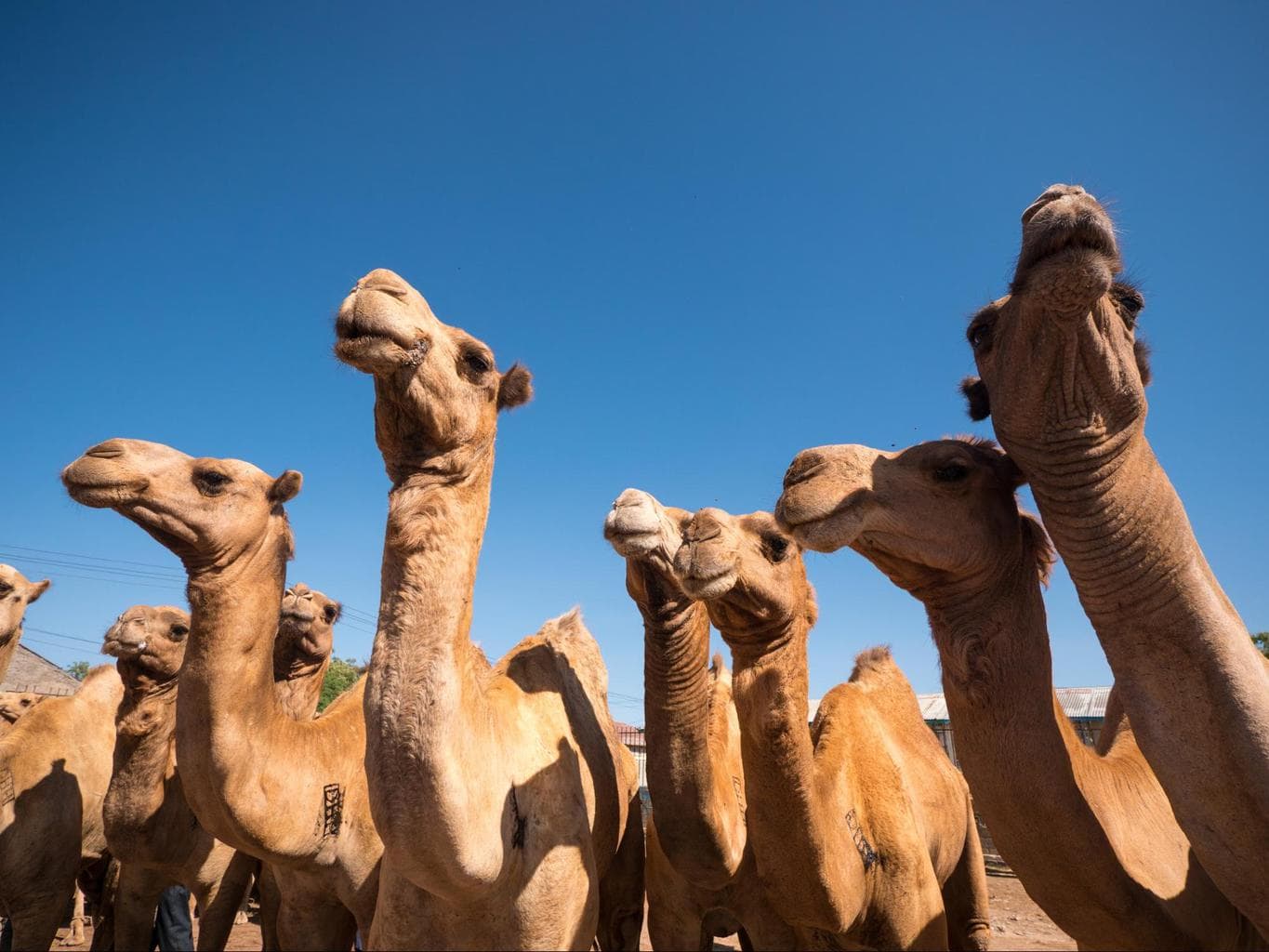 Somali camels at the livestock market in Hargeisa