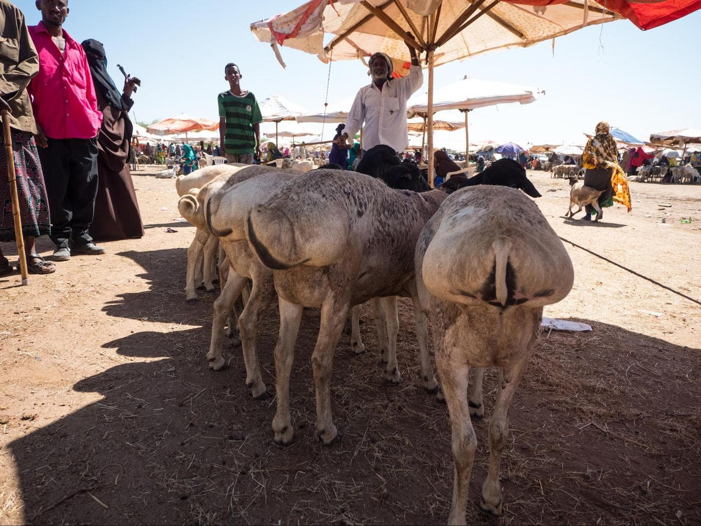 Somali goats at the Hargeisa livestock market