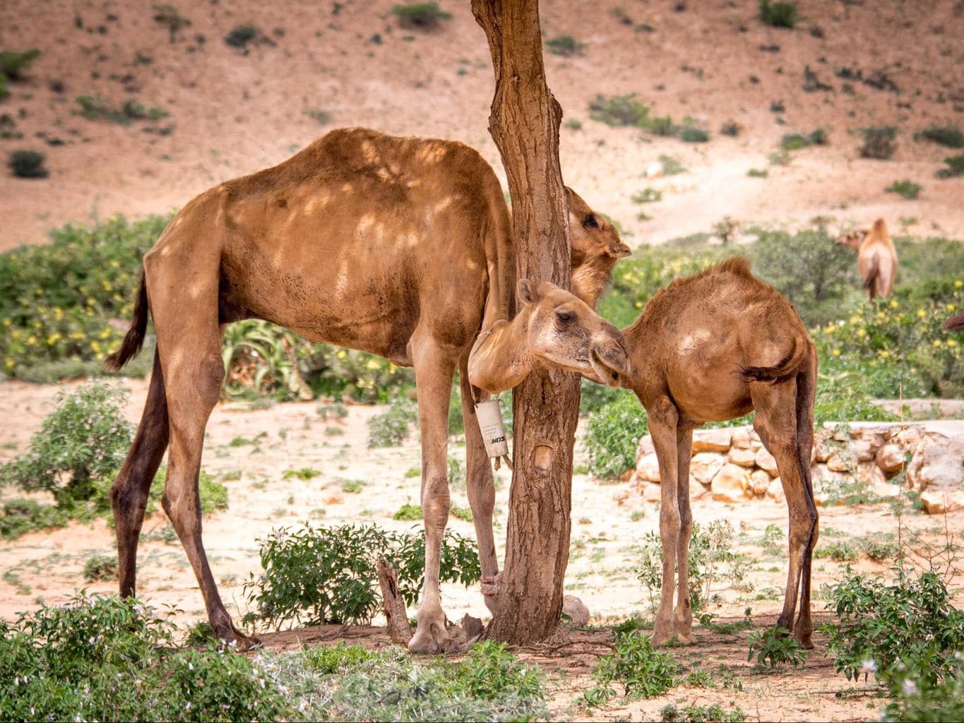 Stopping by the side of the road on our way to Las Geel to take a look at some camels