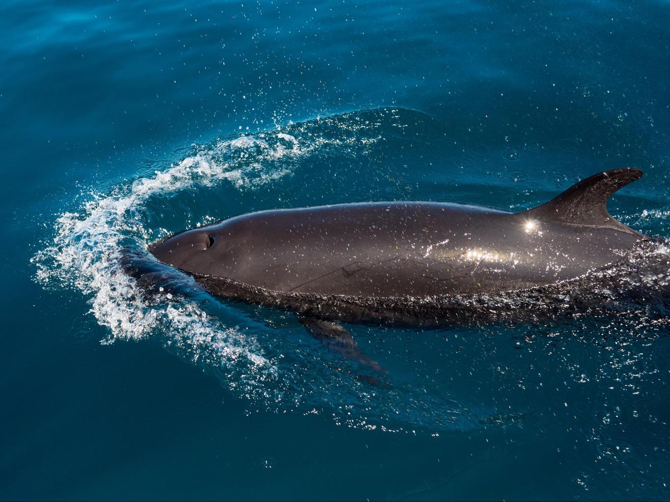 A friendly dolphin at Mamanuca Islands