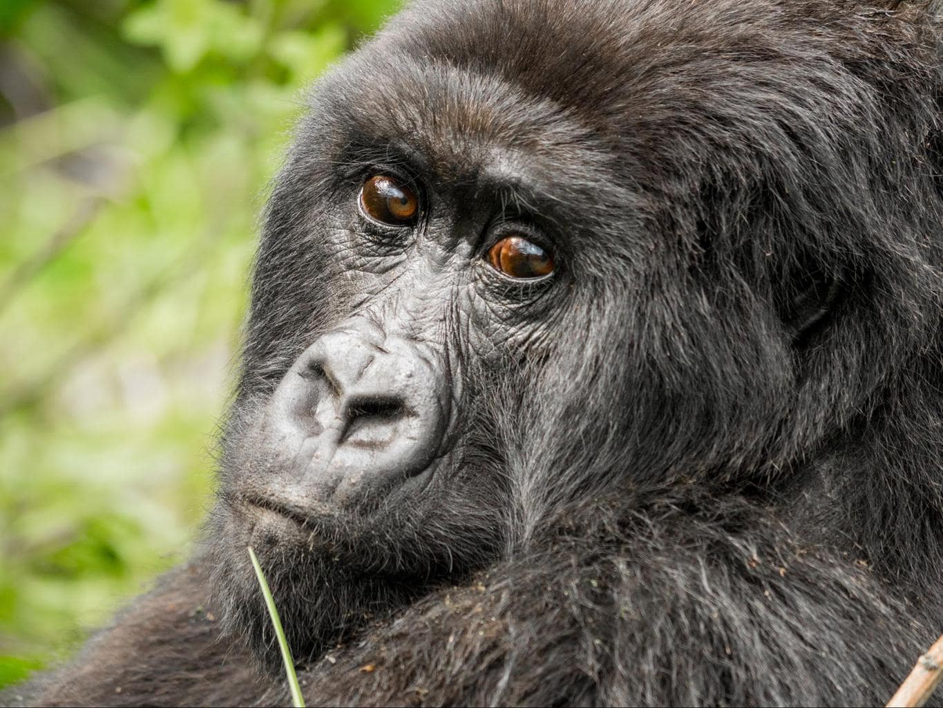 A relaxed female gorilla