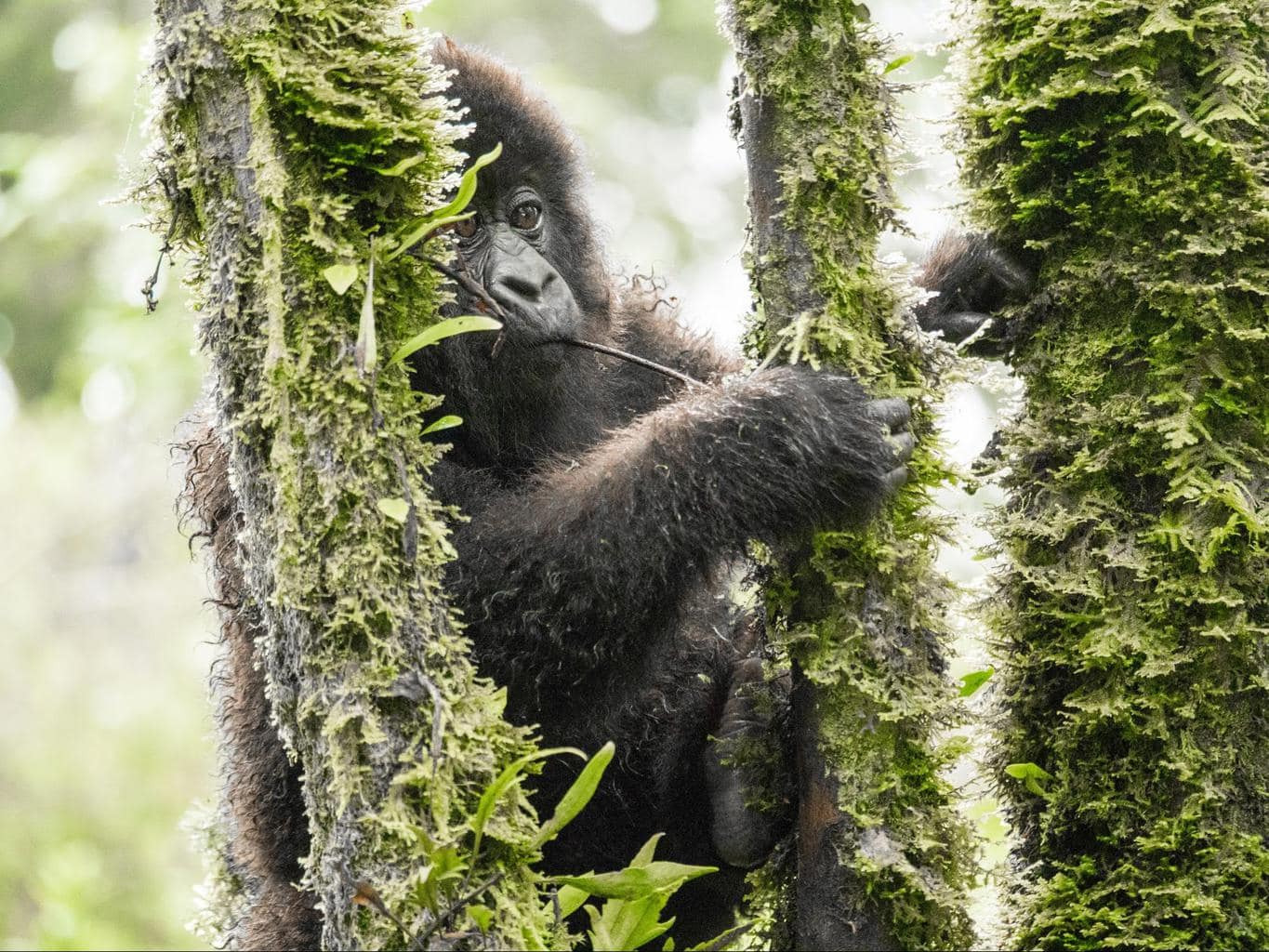 A young mountain gorilla playing in the trees