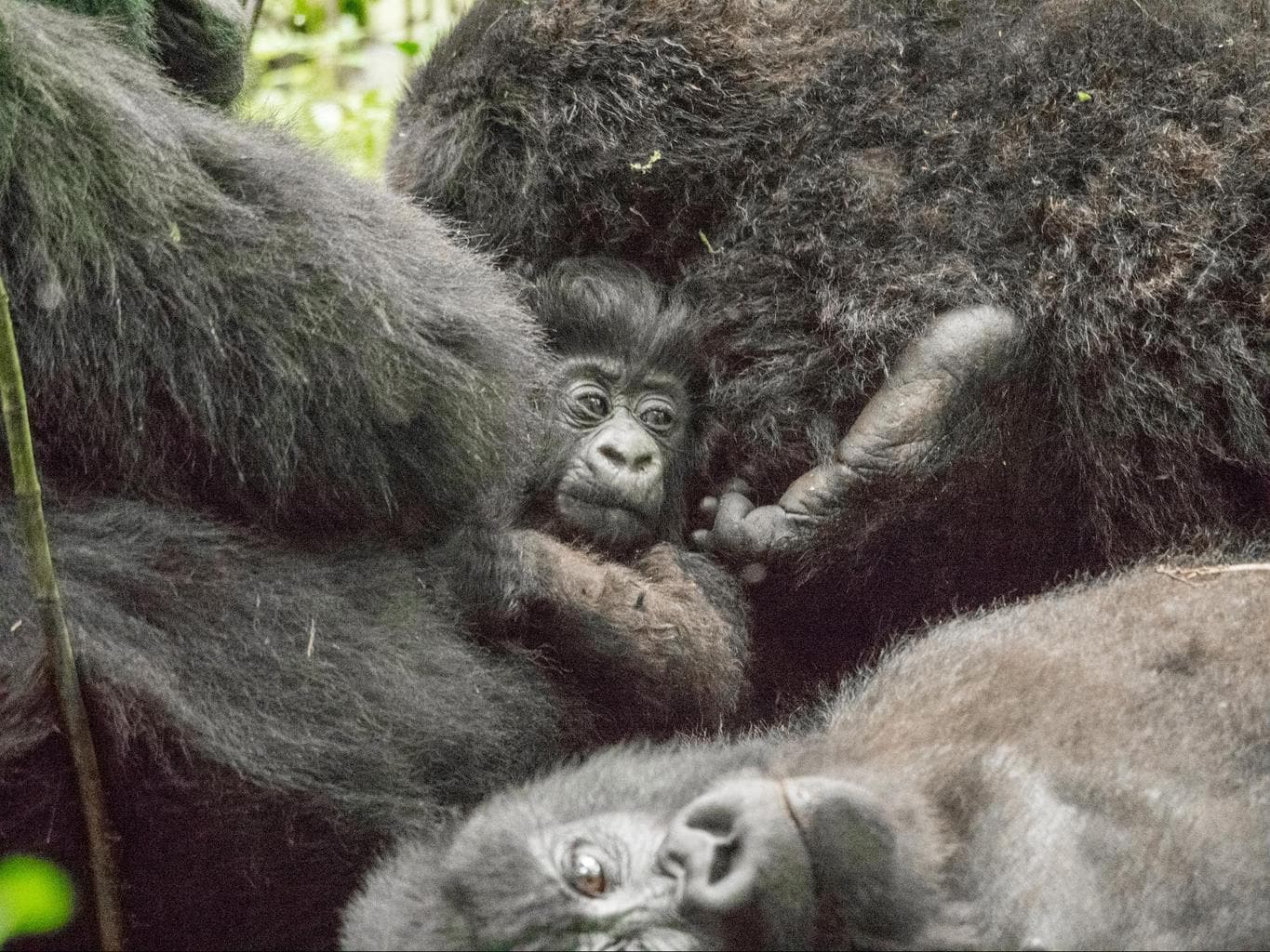 Baby gorilla with mommy