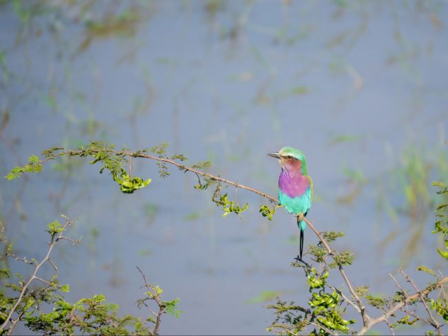 Birding at Akagera National Park