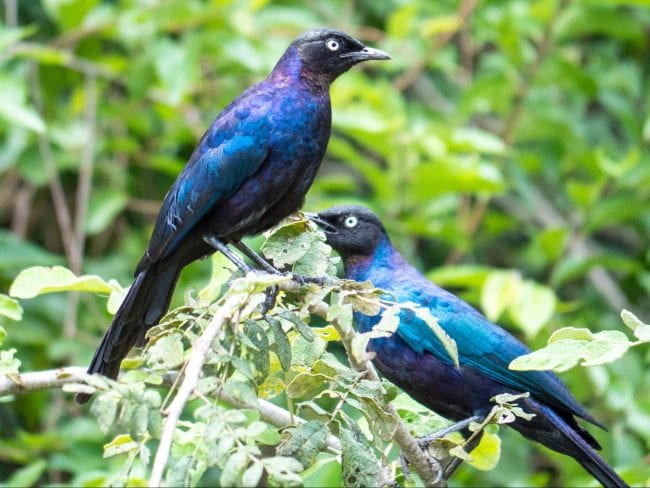 Birding in Akagera National Park