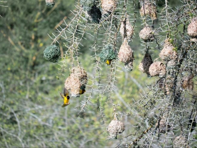 Birding opportunities in Akagera National Park