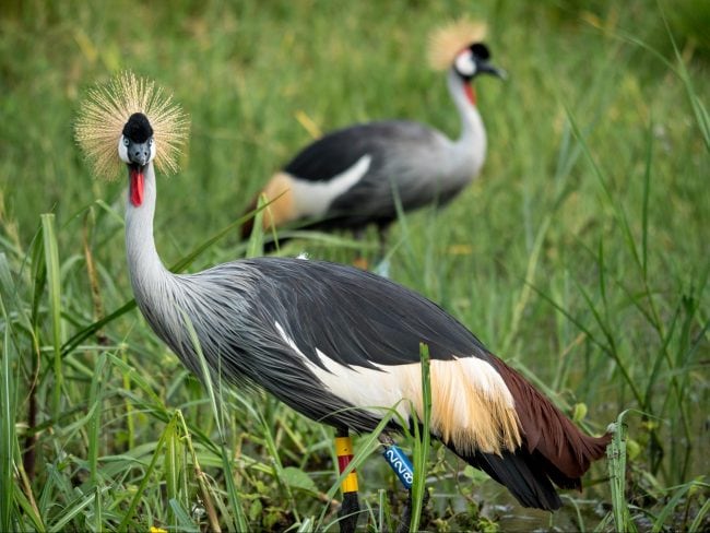 Birds at Akagera National park