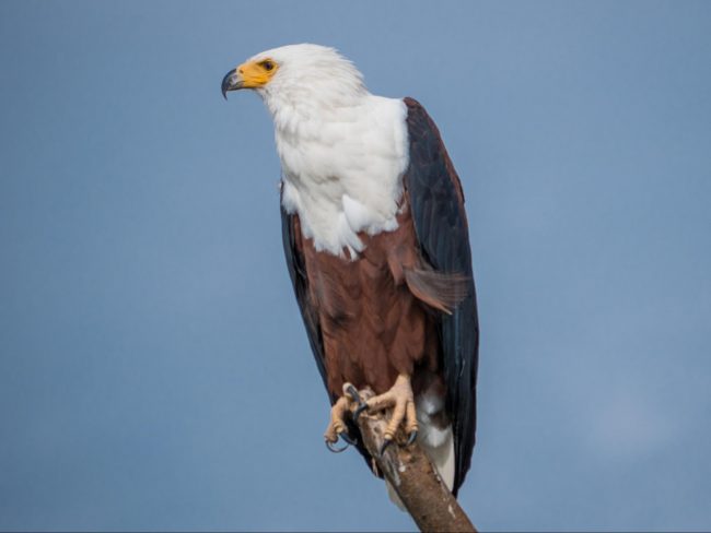Eagle at Akagera National park